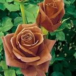 Ficha técnica e caractérísticas do produto 200pcs Colorido Rosa Sementes De Flores Em Casa Jardim Perene Bonsai Planta Decoração