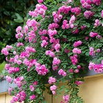Ficha técnica e caractérísticas do produto 100Pcs Rosa Multiflora Sementes Ornamental Flower Garden Yard Plant Varanda Decoração