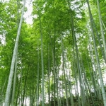 Ficha técnica e caractérísticas do produto 100Pcs Sementes De Bambu Verde Phyllostachys Planta Ornamental Garden Yard Home Decor