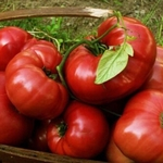 Ficha técnica e caractérísticas do produto 100Pcs Sementes De Tomate Grande Quintal Jardim Fazenda Deliciosa Frutas Vegetais Comestíveis