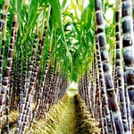 Ficha técnica e caractérísticas do produto 100Pcs Sugarcane Seeds Delicious Juicy Fruit Home Garden Quintal Farm Plant Decor