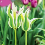 Ficha técnica e caractérísticas do produto 100Pcs Tulip Sementes Jardim Varanda Ao Ar Livre Bonsai Perfume Flor Planta Perene