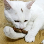 5 Pcs / 1 Saco Natural Matatabi Pet Snack Cat Mastigar Vara Tratar Brinquedo Catnip Molar Alimentos