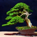 Ficha técnica e caractérísticas do produto 50Pcs Juniper Seeds Purify Air Juniperus Bonsai Plant Tree Decoração De Jardim Em Casa