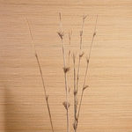 Ficha técnica e caractérísticas do produto Bambu Estrela com 6 Hastes 160cm