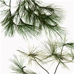 Ficha técnica e caractérísticas do produto Black Pine - Creme Anti-idade e Firmador Noite