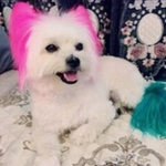 Ficha técnica e caractérísticas do produto BLU Pet Grooming cabelo cor de creme cabeleireiro Gel para cães