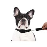 Ficha técnica e caractérísticas do produto Coleira Guia Retratil Cachorro Caes Passeio Pets