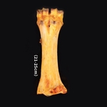 Ficha técnica e caractérísticas do produto Dog pet stick molar bovino natural suplemento de cálcio do osso ossos carne de cão snack sabor carne