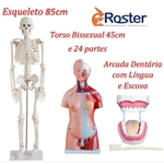 Ficha técnica e caractérísticas do produto Esqueleto Humano 85 cm + Torso Humano 45cm com 24 Partes + Arcada Dentária KIT ESCOLAR II