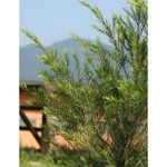 Ficha técnica e caractérísticas do produto Óleo Essencial Orgânico Herbia de Tea Tree 10 Ml