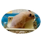 Ficha técnica e caractérísticas do produto 2 Pces Animal De Estimação Balanço Hamster Hamster Hamster Esquilo Pequeno Bambu Pendurar Brinquedos