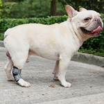Ficha técnica e caractérísticas do produto New Pet ferida Bandage Dog Leg Brace Cat animal auto aderente Enrole Prevent Pet Licking 1PC Wound Clothing Accessories
