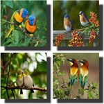 Ficha técnica e caractérísticas do produto Quadro Decorativo Kit 4 Peças Pássaros