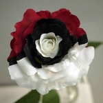 Ficha técnica e caractérísticas do produto Splendid 1 Rare Red White Black Rose Flower Seeds Beautiful Home Plant Garden