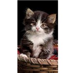 Ficha técnica e caractérísticas do produto Toalha de Praia Aveludada Buettner Cat Along - Bouton