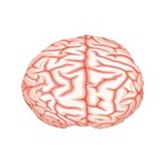 Ficha técnica e caractérísticas do produto Touca de Banho Cérebro